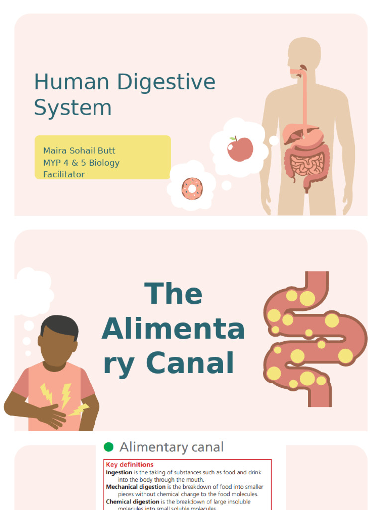 The Human Digestive System (3) | PDF