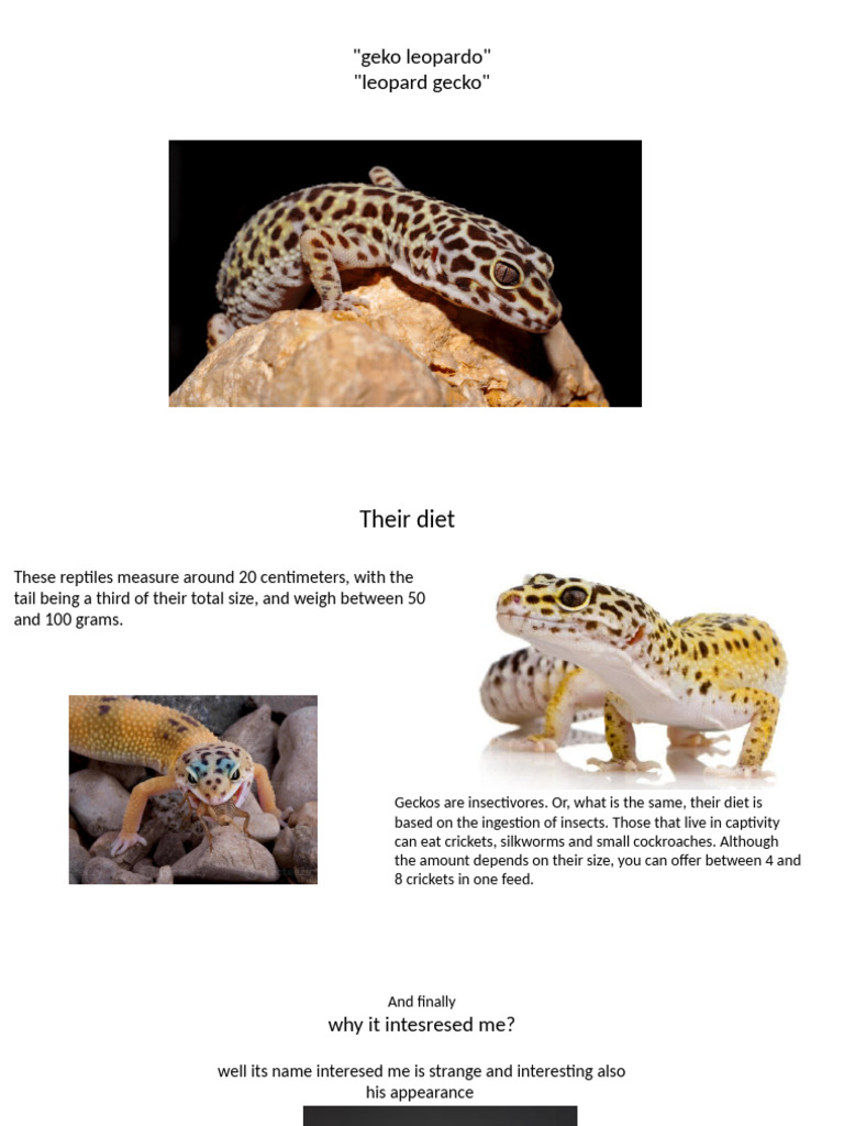Presentation Gecko | PDF