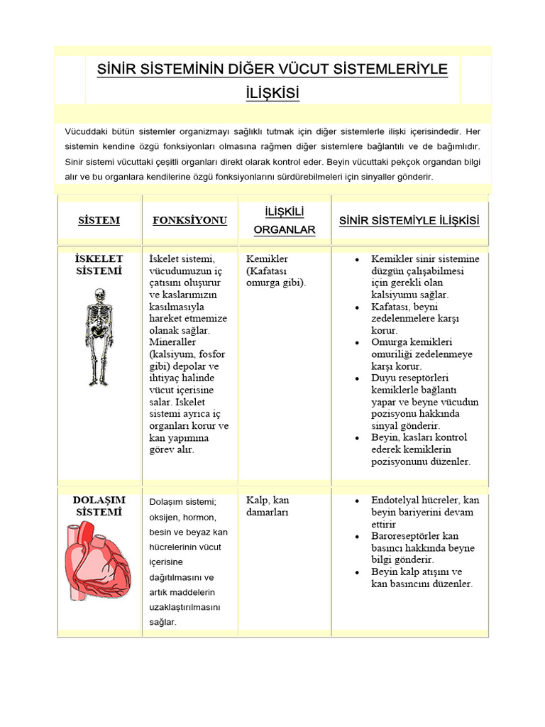 Sinir Sisteminin Diger Sistemlerle Ilişkisi Sunusu-1 | PDF