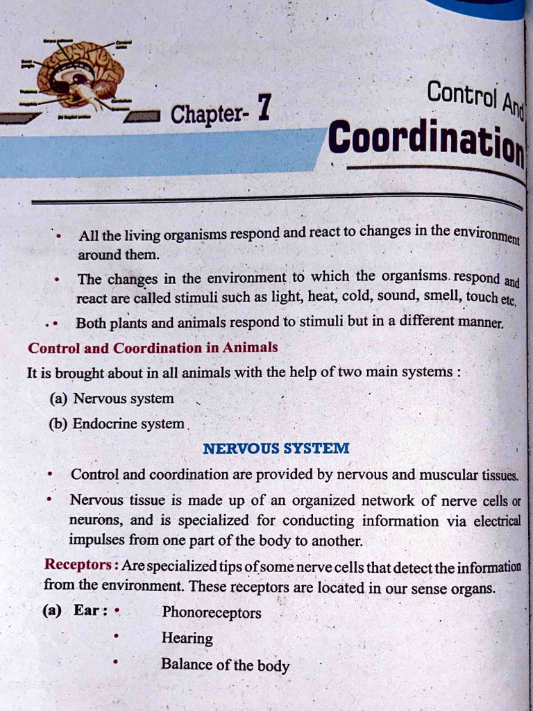 Control and Coordination in Organisms | PDF | Nervous System | Nerve