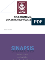 Clase Neuro Sinapsis_23Ene2012