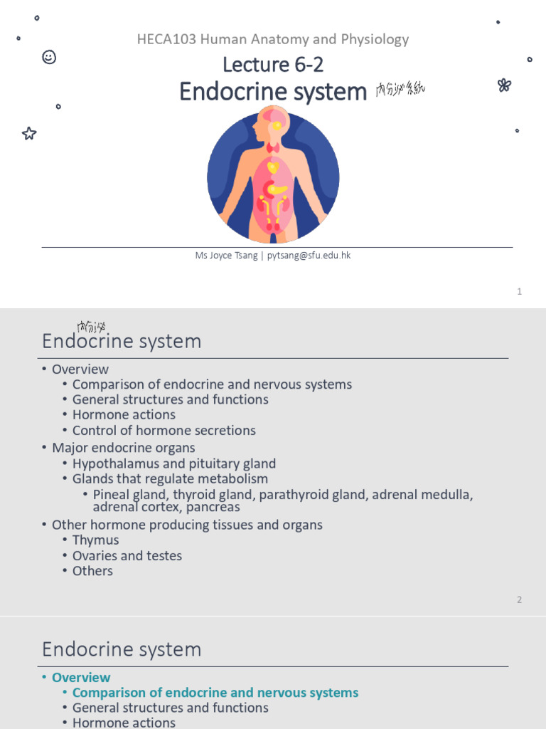 HECA103 - 6-2 - Endocrine System - Handout | PDF | Endocrine System ...