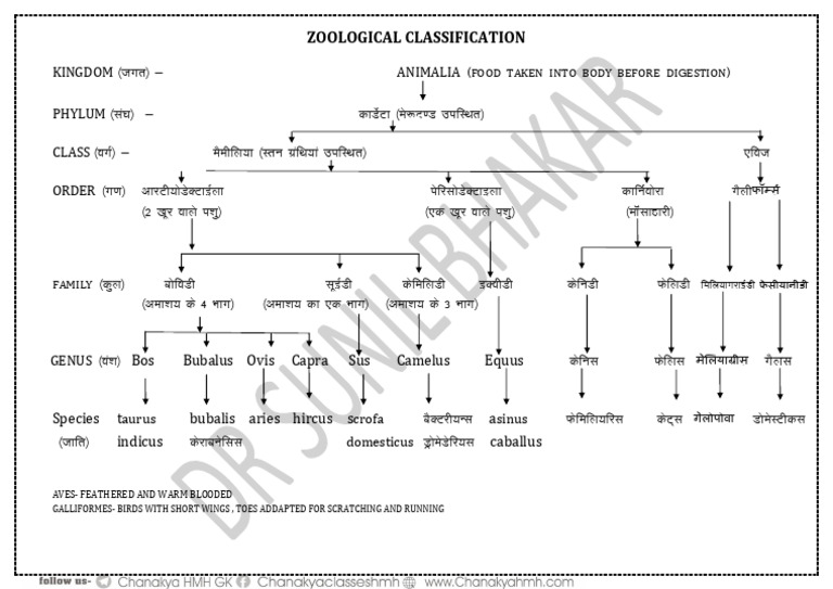 01 Zoological Classification | PDF