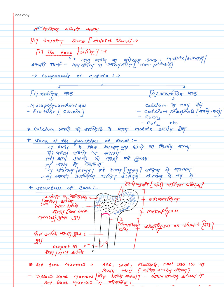 Bone and Cartilage - RM02 NEW | PDF