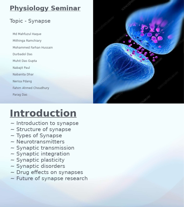 Understanding Synapses: Structure & Function | PDF