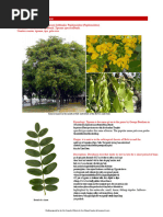 Kalachuchi Tree: A Philippine Icon | PDF