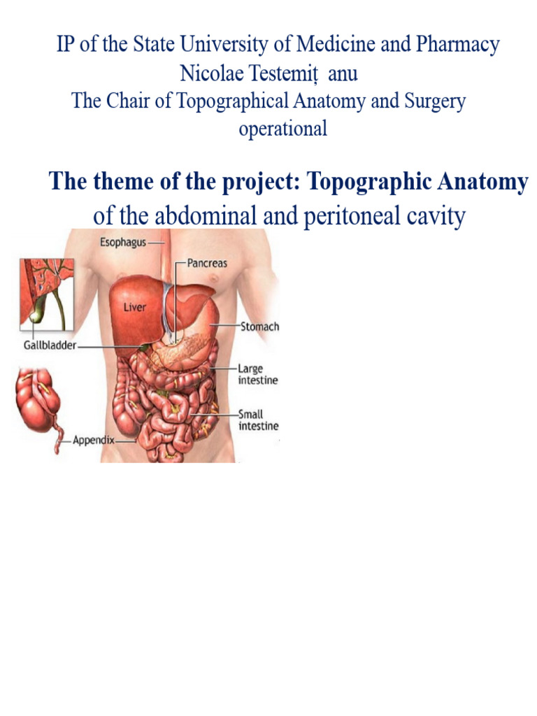 Topographical Anatomy of The Abdominal and Peritoneal Cavity | PDF ...