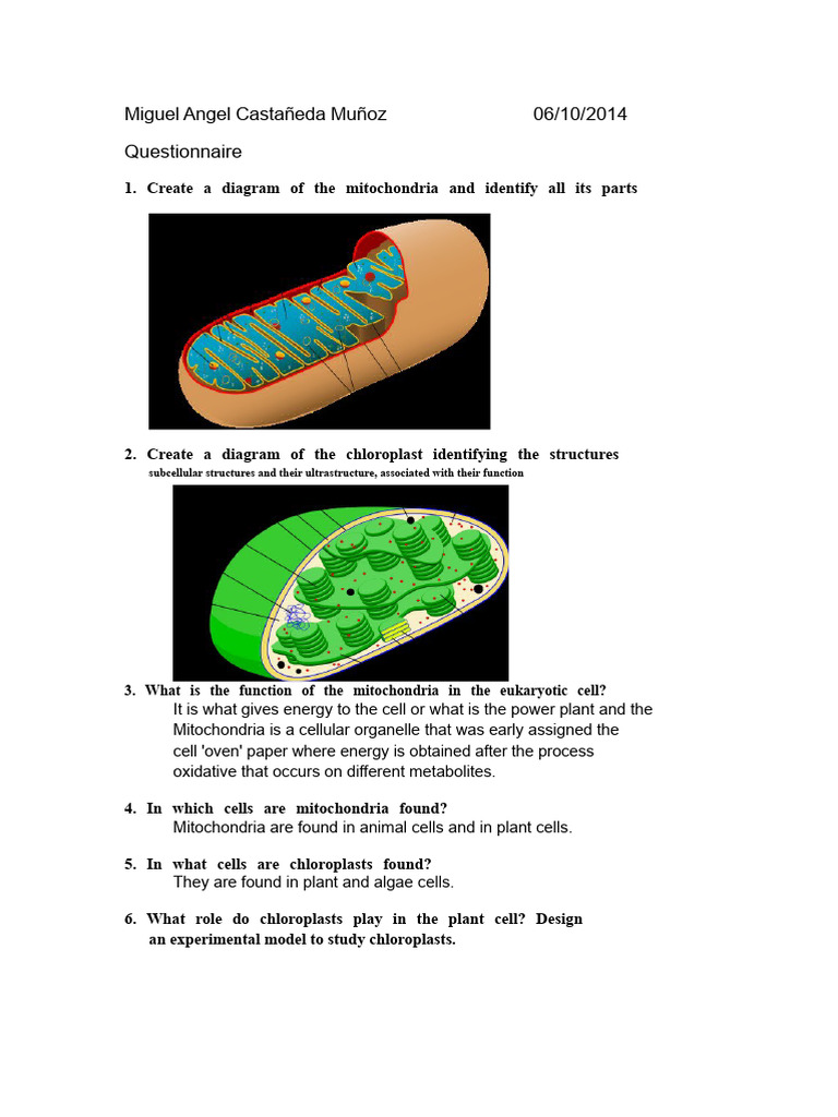Mitochondria and Chloroplasts Overview | PDF | Chloroplast | Cell (Biology)