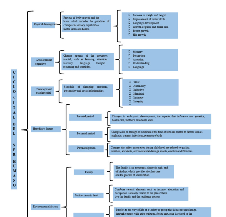 Child Development Stages Overview | PDF | Prenatal Development | Cognition