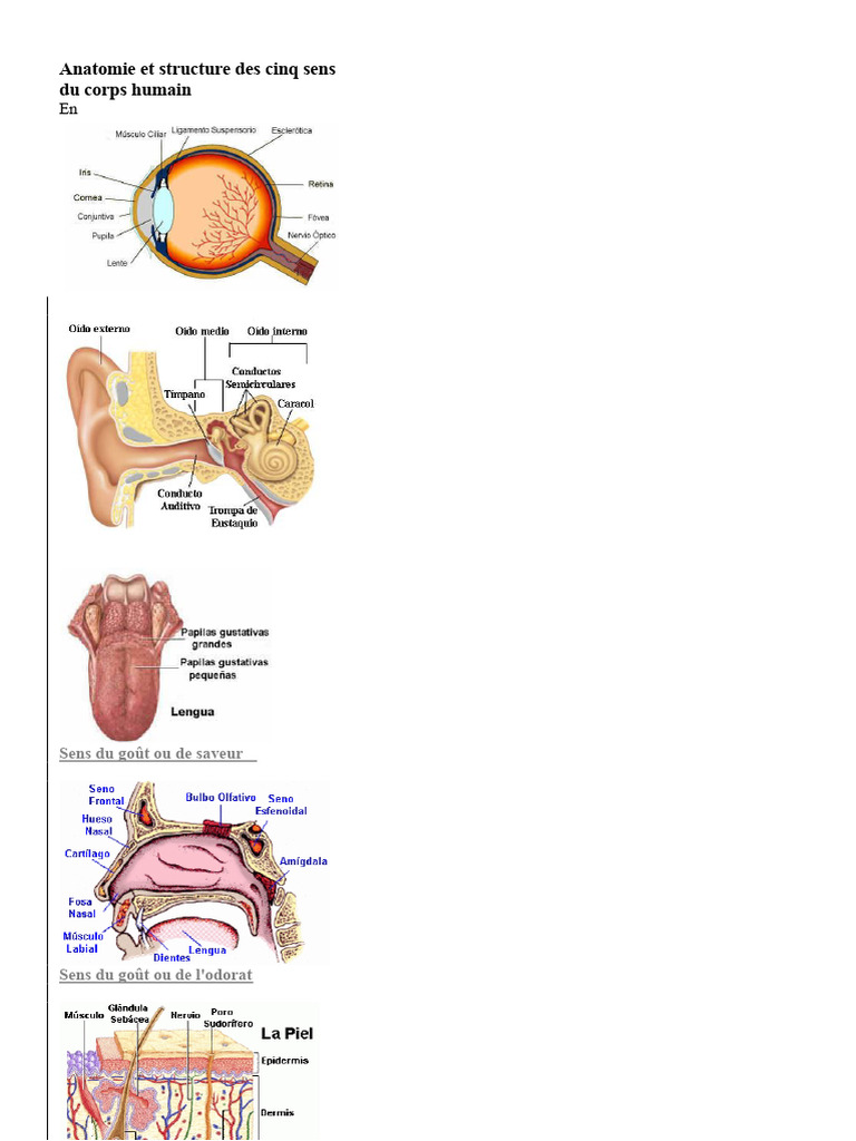 Anatomie Et Structure Des Cinq Sens | PDF