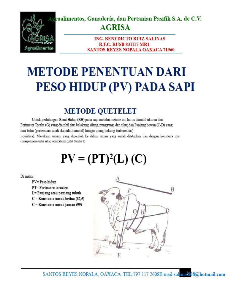 Metode Quetelet untuk Berat Hidup Sapi | PDF
