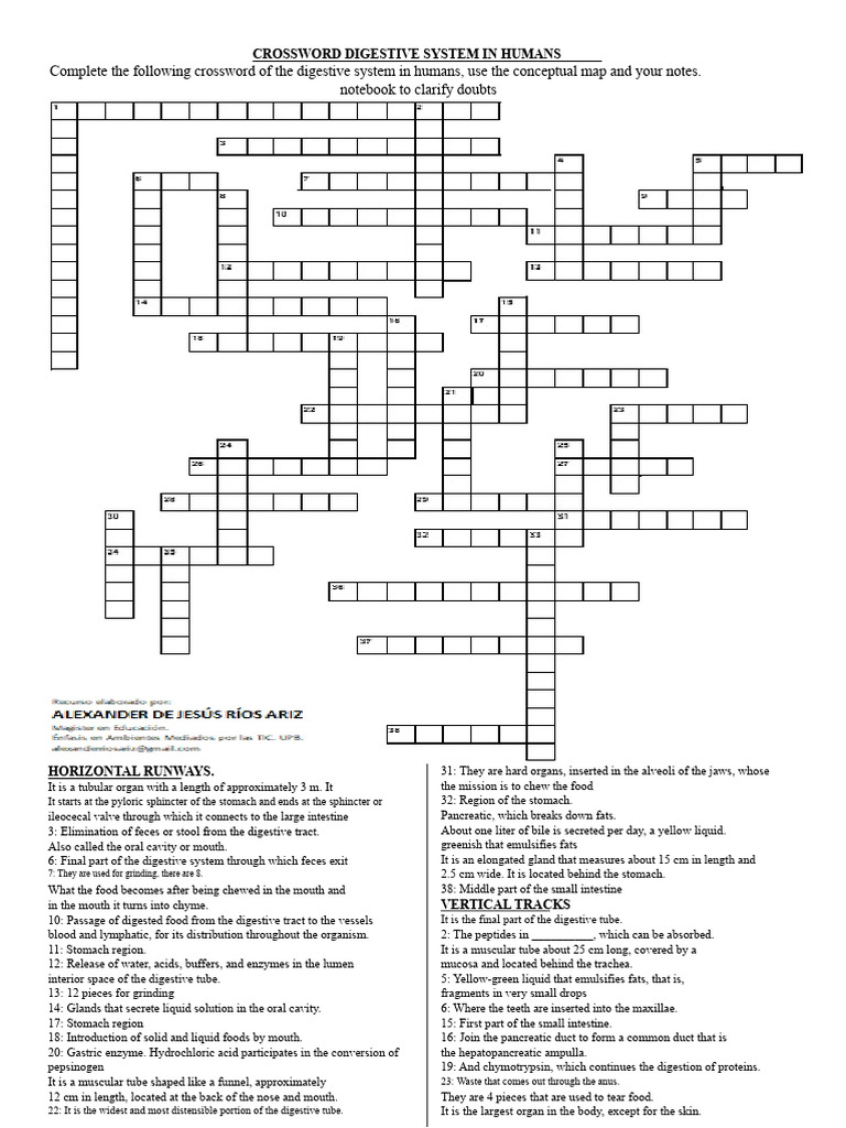 DIGESTIVE_SYSTEM_CROSSWORD_-_copy.pdf | PDF | Digestion | Human ...