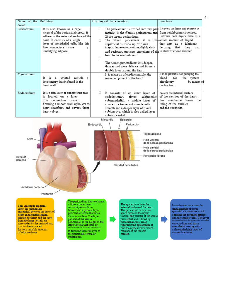 Heart Information Taken From Books | PDF | Heart | Heart Valve