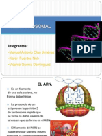 ARN Ribosomal - PPT Pibasooo