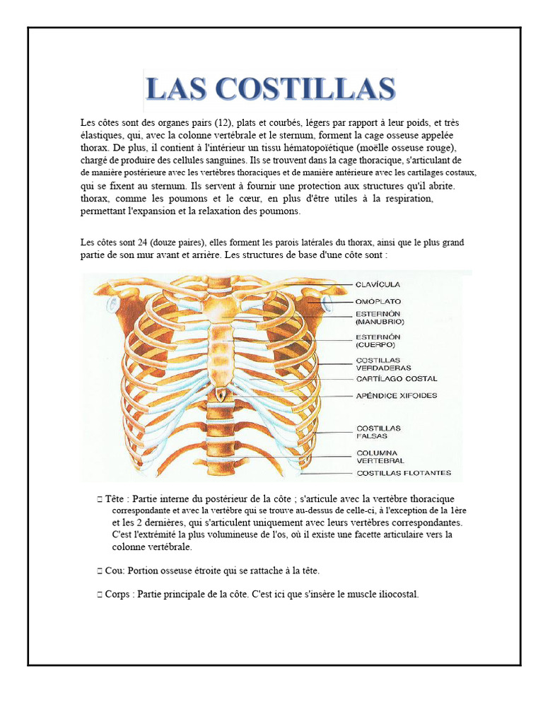 Anatomie et fonction des côtes humaines | PDF | Vertèbre | Système ...