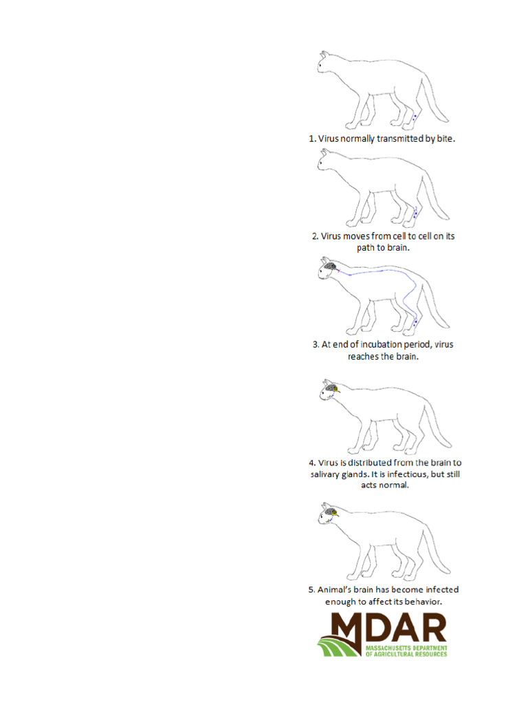 Pathogenesis of Rabies | PDF | Rabies | Human–Animal Interaction