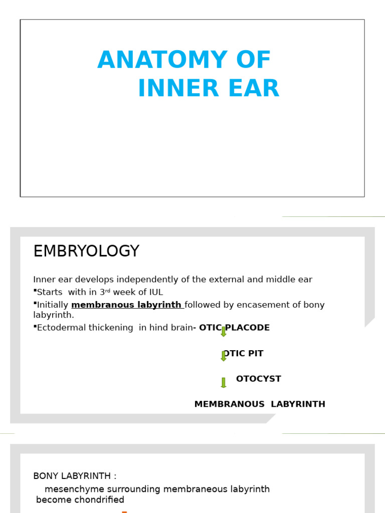 Anatomy of Inner Ear-UG | PDF | Ear | Auditory System