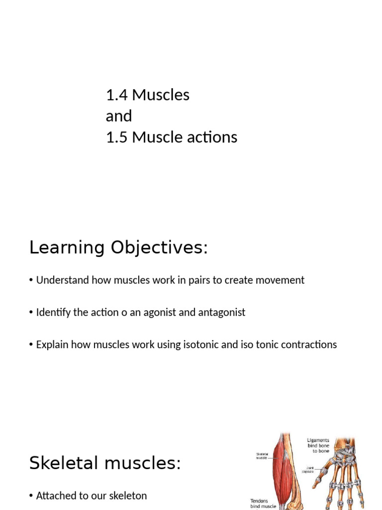 Understanding Muscle Actions and Functions | PDF | Human Leg ...