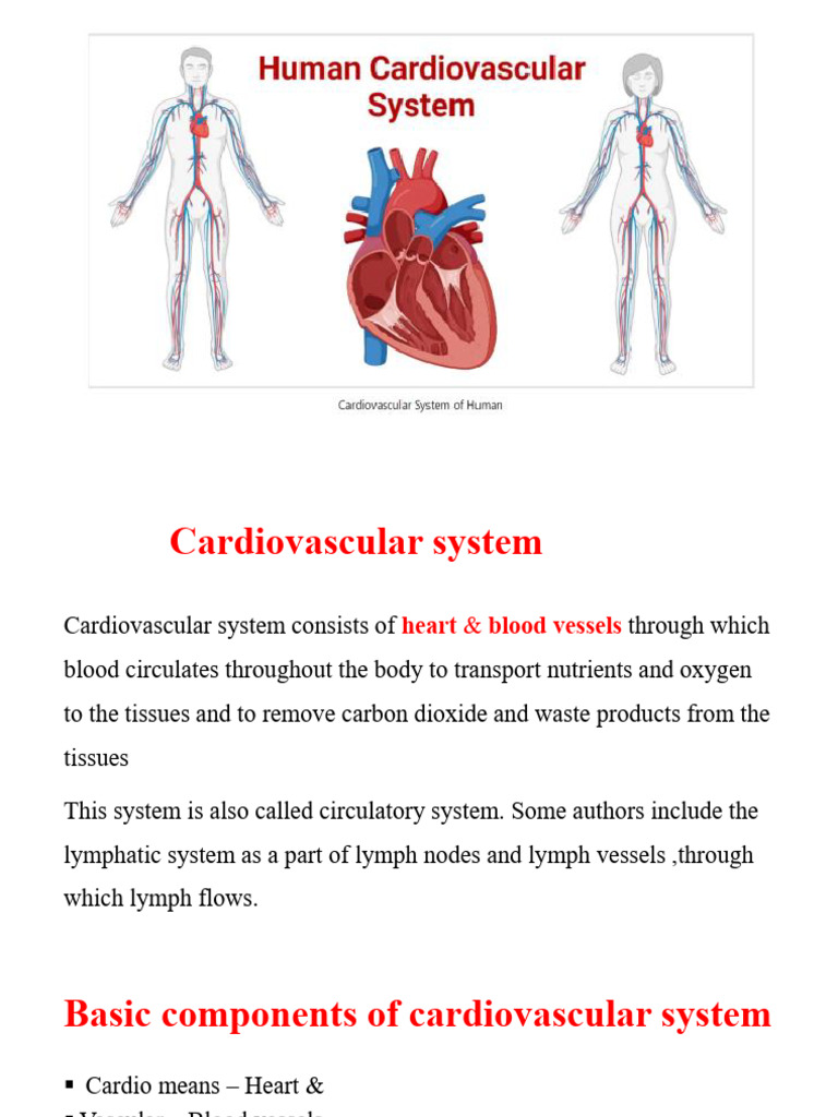 Cardiovascular | PDF | Circulatory System | Heart