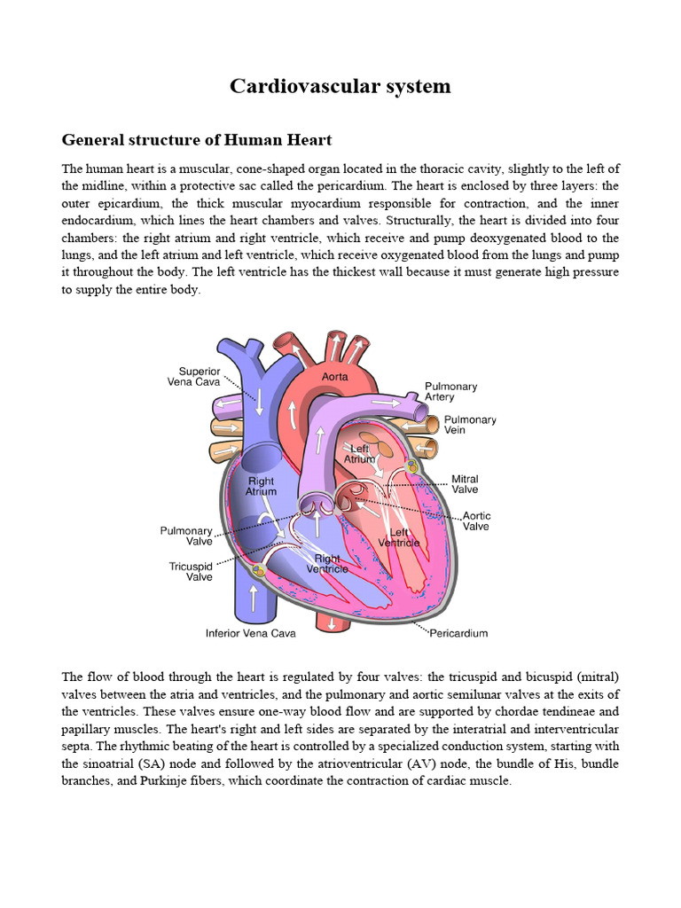 Cardiovascular System | PDF | Heart | Heart Valve