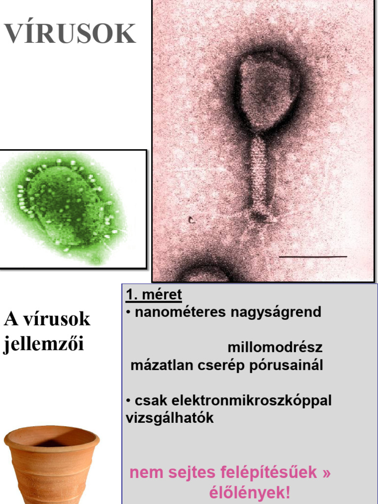 Vírusok | PDF