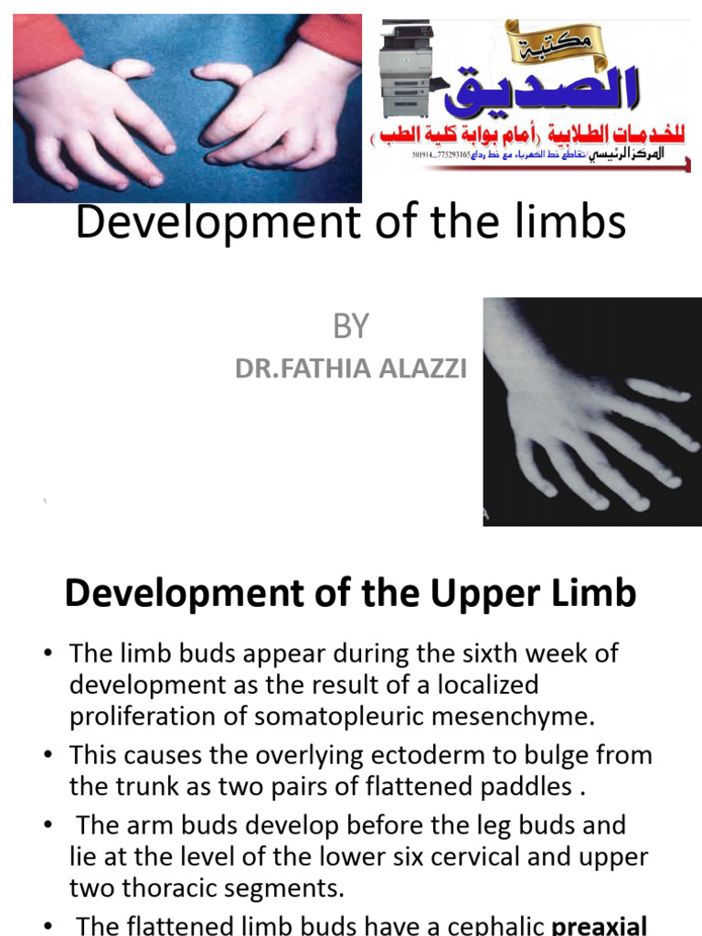 Development of The Limbs | PDF | Human Leg | Foot