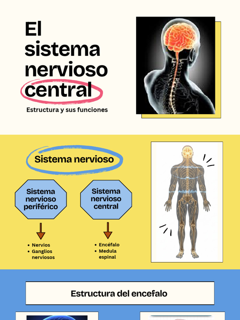 Estructura y Funciones del Sistema Nervioso | PDF | Cerebro | Sistema ...