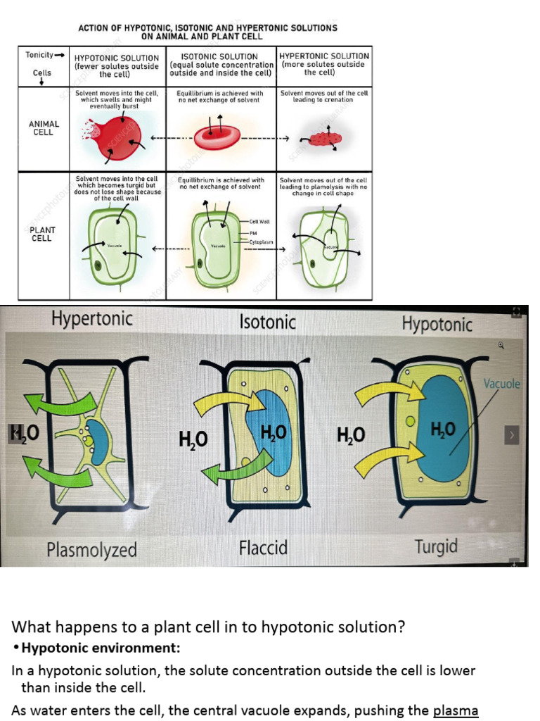 Effects of Hypotonic & Hypertonic Solutions | PDF | Osmosis | Cell ...