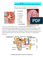 Tétel Glomerulonephritis