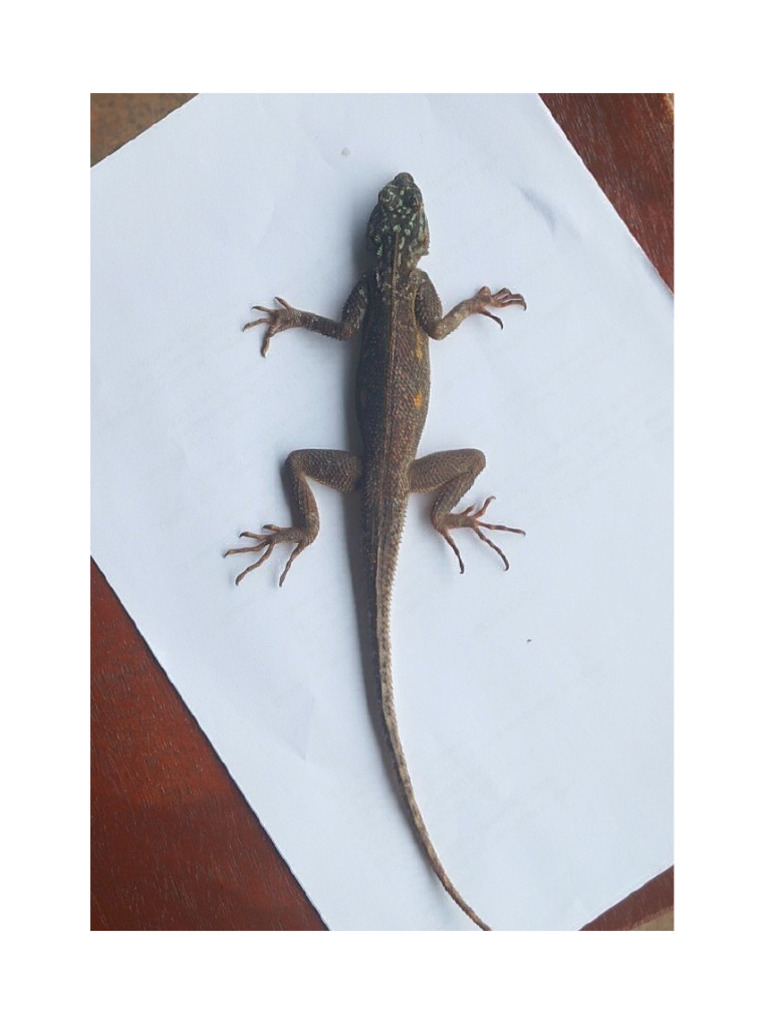 Lizard 2 | PDF