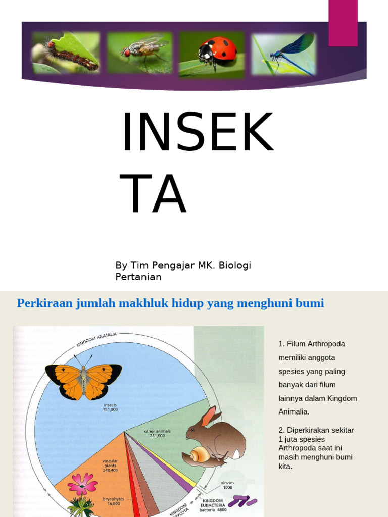 Insekta | PDF