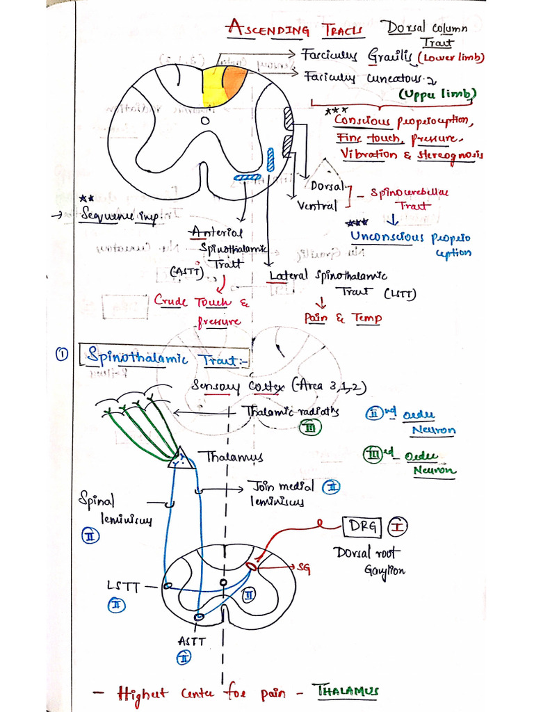 CNS - Anatomy - Imp Points | PDF