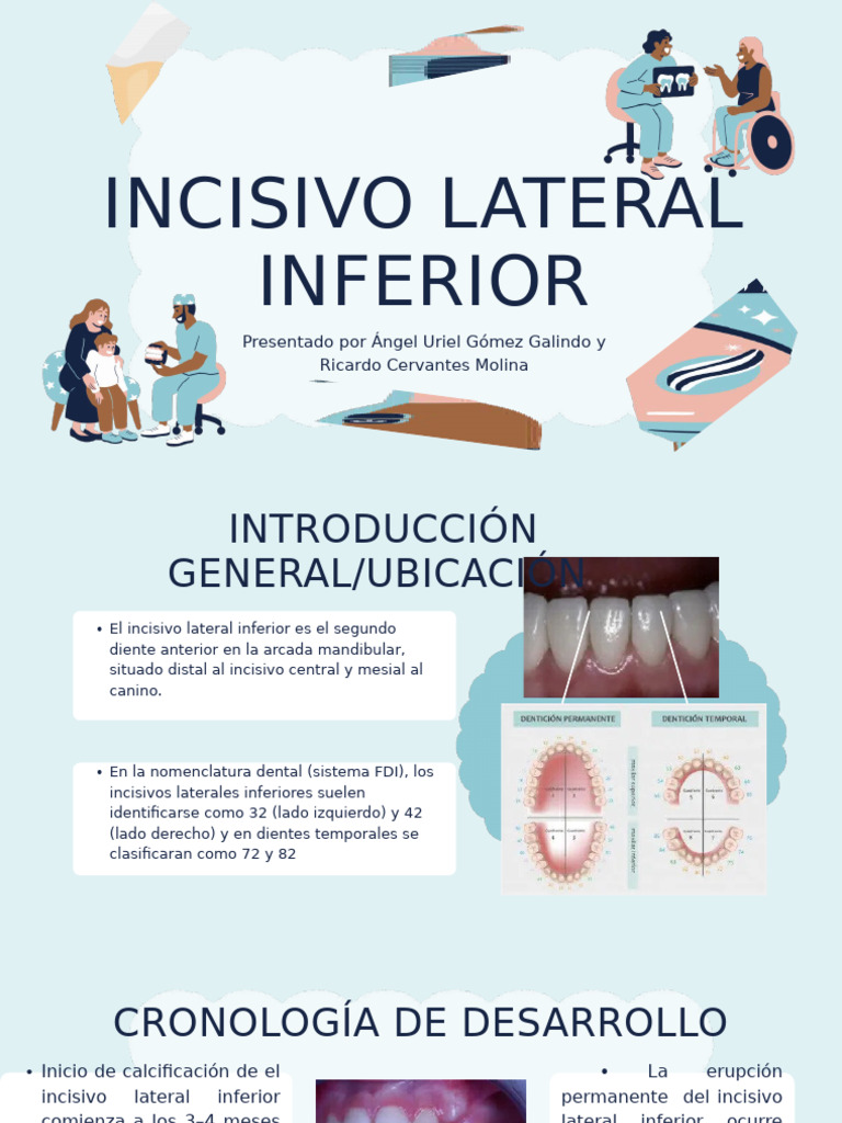 Incisivo Lateral Inferior: Anatomía y Función | PDF | Diente | Ramas de ...