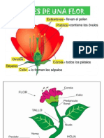 Partes de Una Planta