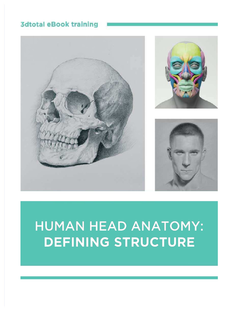 Human Head Anatomy for Artists | PDF | Skull | Skeletal System
