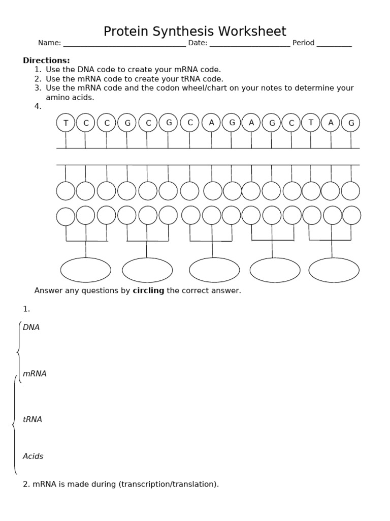Protein Synthesis Worksheet Guide | PDF