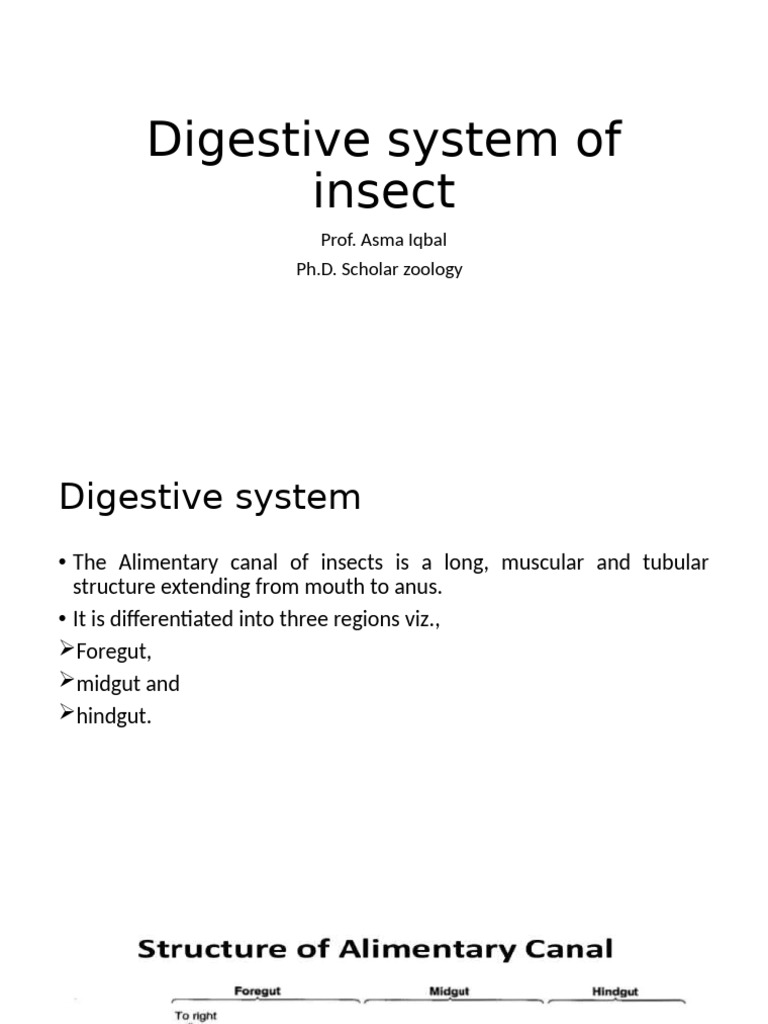 Digestive System of Insect | PDF | Digestion | Saliva