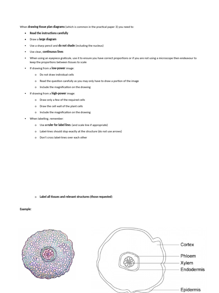 Tissue Plan Diagram Drawing Guide | PDF