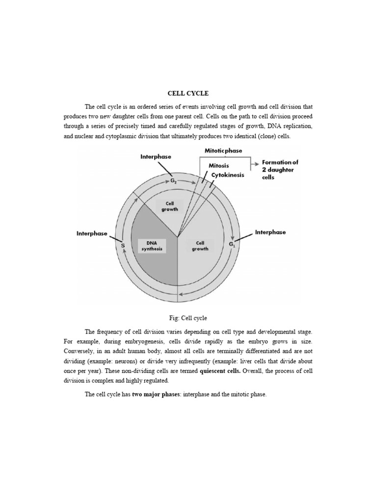 Understanding the Cell Cycle Stages | PDF | Mitosis | Cell Cycle