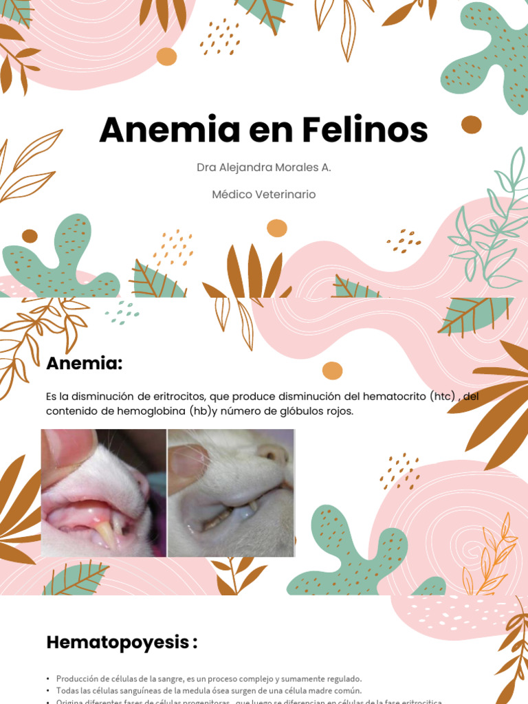 Anemia en Gatos: Causas y Diagnóstico | PDF | Glóbulo rojo ...