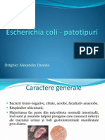 Escherichia Coli - Patotipuri