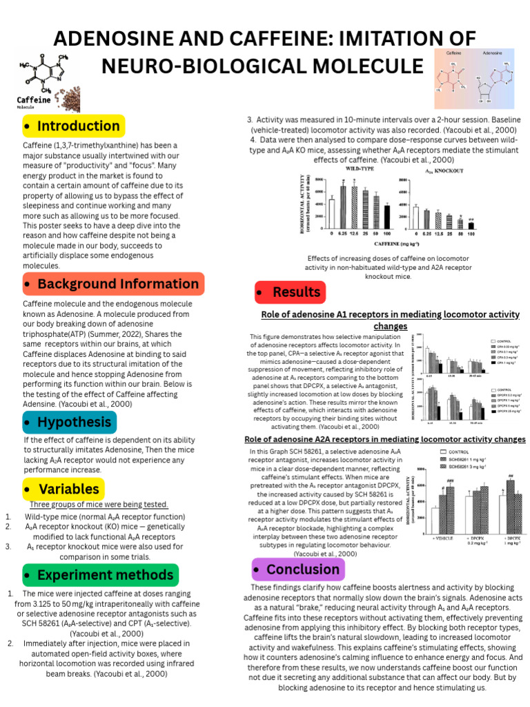 Caffeine's Impact on Adenosine Receptors | PDF | Caffeine | Receptors