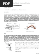 Insect Body Segmentation Explained | PDF | Insects | Arthropodology
