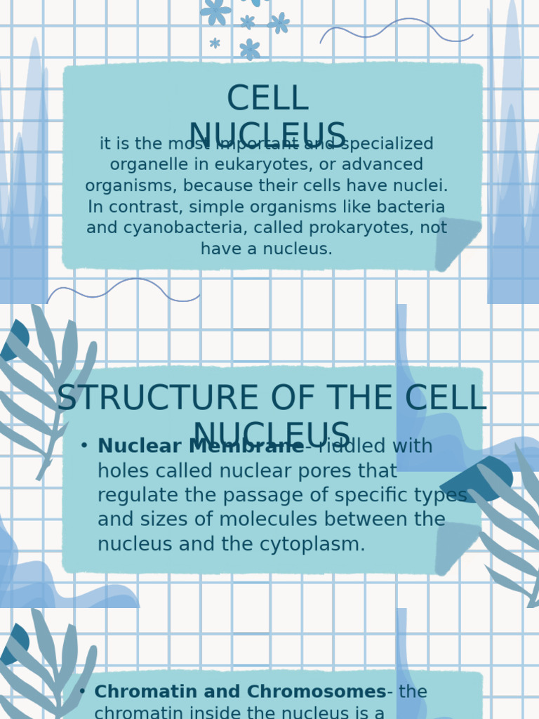 Understanding Cell Nucleus and Division | PDF | Meiosis | Mitosis