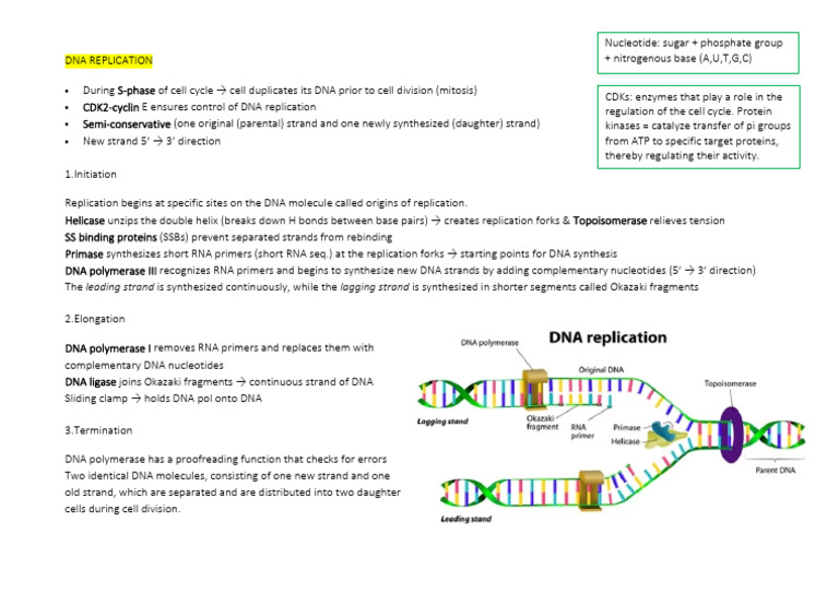 Dna Replication | PDF