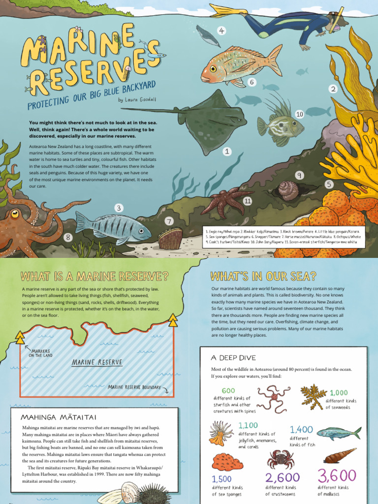Marine Reserves of Aotearoa Explained | PDF | Coast | Marine Biology