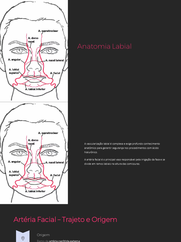 Aula 4 - Anatomia Labial | PDF | Anatomia humana