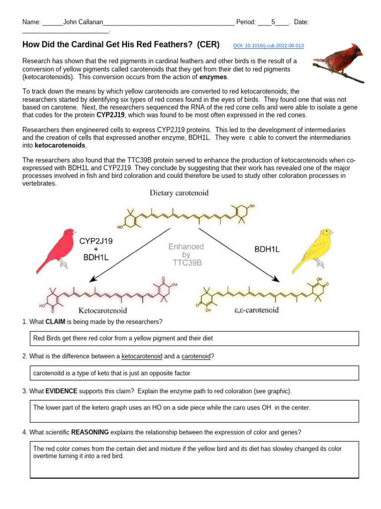 How Did the Cardinal Get His Red Feathers | PDF