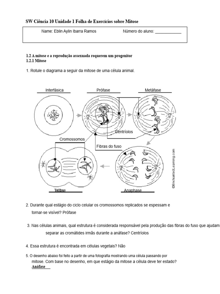 Cópia Da Folha de Exercícios Sobre Mitose | PDF | Mitose | Meiose