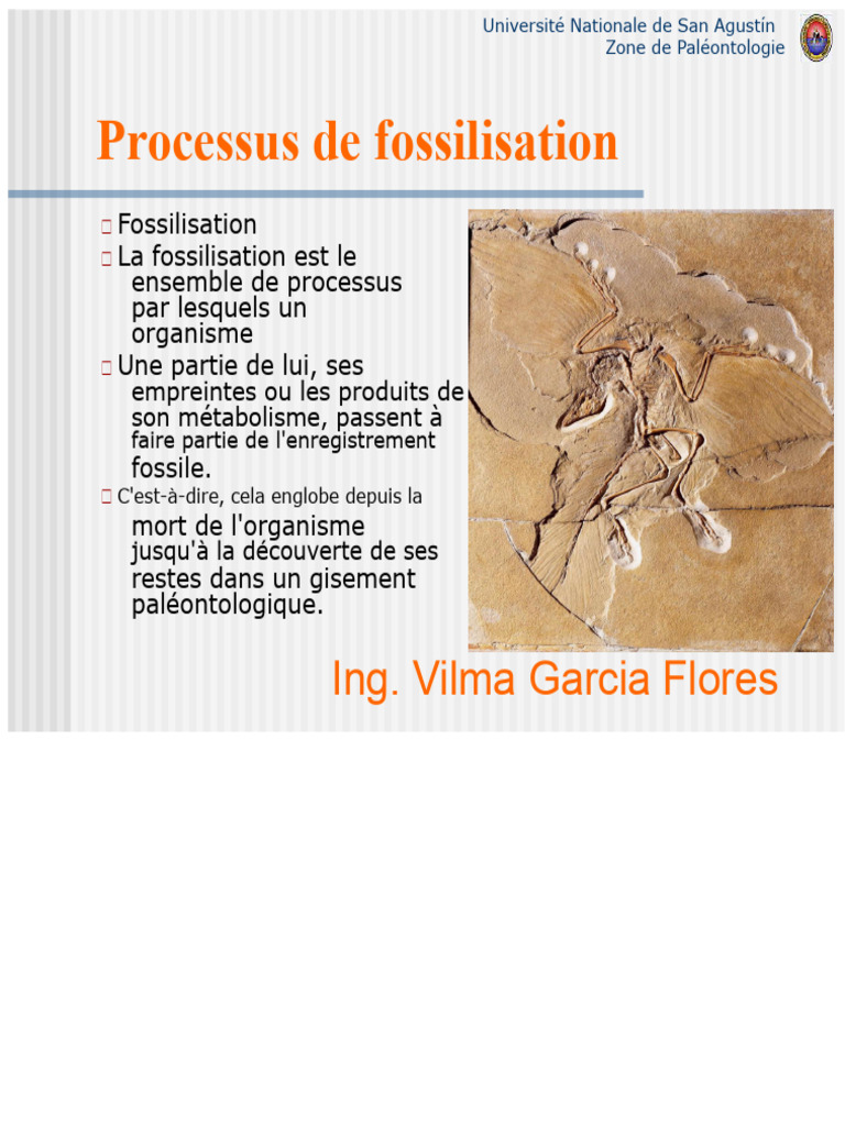 Chapitre 2 Processus de Fossilisation | PDF | Fossile | Paléontologie